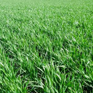 地上一片田里的小麦.谷物种植.照片