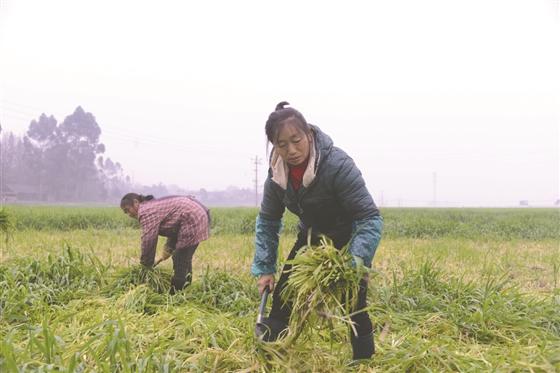 本地村民正在农嘉谷物种植专业合作社麦田里割麦苗.