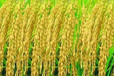 水稻亩产1365公斤,袁隆平团队双季稻产量再创新高