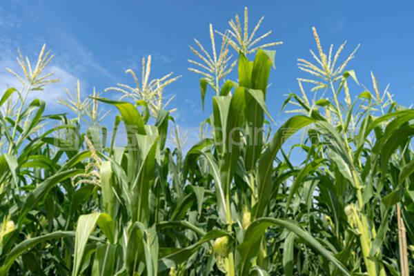 玉米地种植园