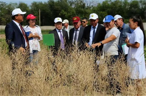 新疆逆袭成粮仓,谷物产量超越中亚各国 哈萨克斯坦表示看呆了