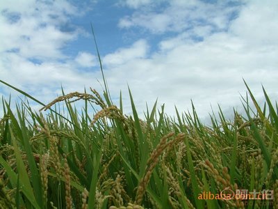 【乌苏里江东北黑龙江产新季非转基因高蛋白大豆玉米粘糯长粒香水稻】 - 产品库 - 黑龙江红兴隆农垦垦威谷物种植农民专业合作社