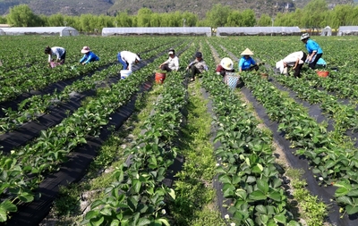 农村发家致富项目