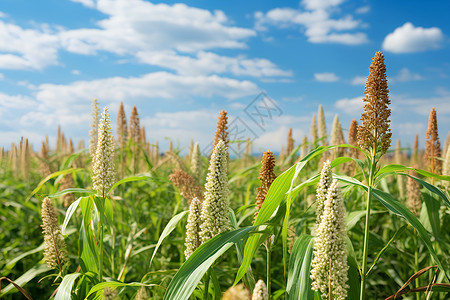 油菜种植